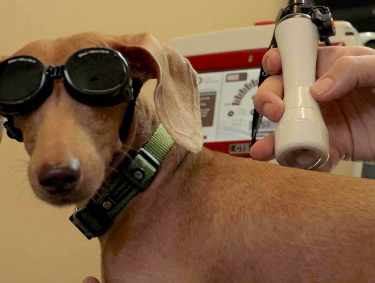 Class IV Laser Therapy for Pets