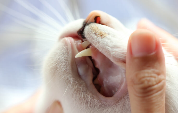 Cat and Dog Teeth Cleaning in Richmond, MI
