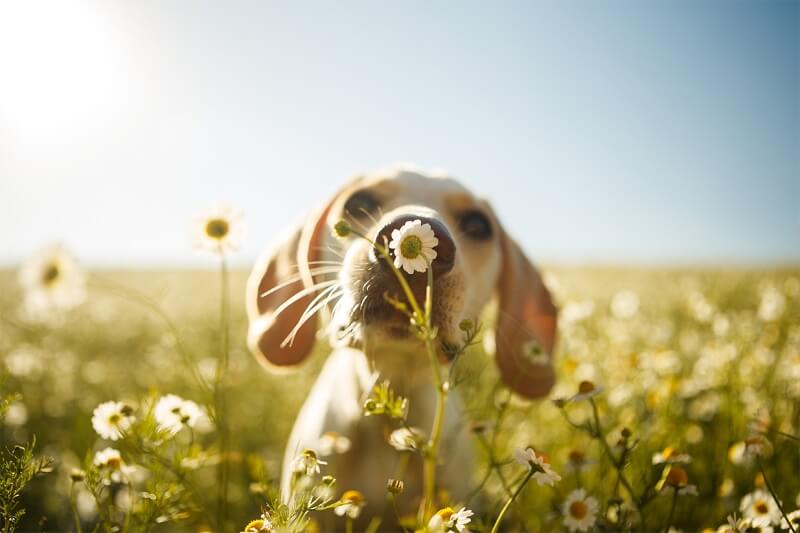 dog with a flower